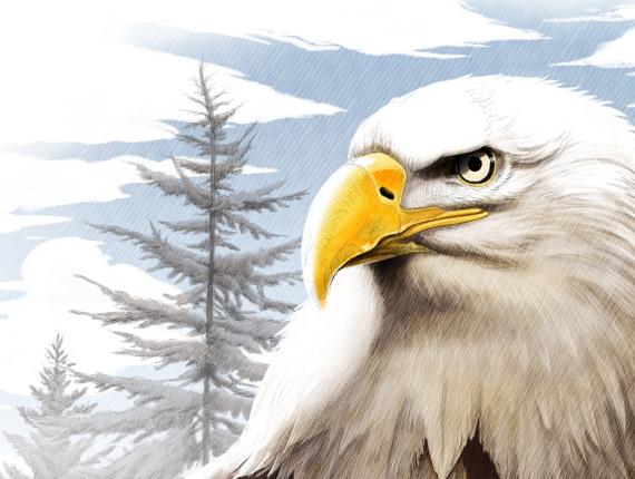 àguila calba aguila calva pigarg americà bald eagle