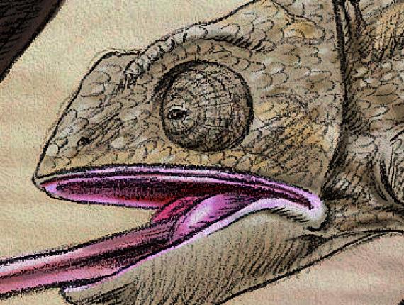 camaleó  camaleón chameleon