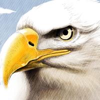 àguila calba aguila calva pigarg americà bald eagle