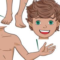 Cos humà Andreu Toys cos humà cuerpo humano human body